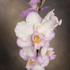 Phalaenopsis Liu's Sakura