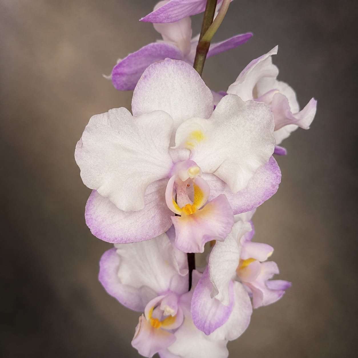 Phalaenopsis Liu's Sakura
