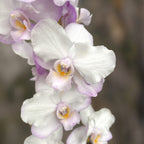 Phalaenopsis Liu's Sakura