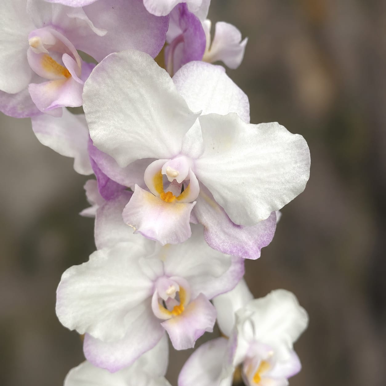 Phalaenopsis Liu's Sakura