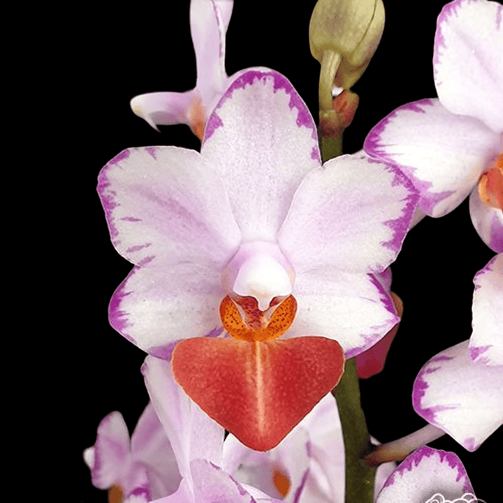 Phalaenopsis Liu's Triprince 'Splash' SM/TOGA