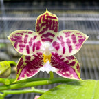 Phalaenopsis Lyndon Mix Zebra '708'
