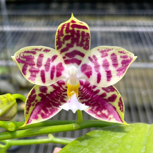 Phalaenopsis Lyndon Mix Zebra '708' - Fragrant flowers