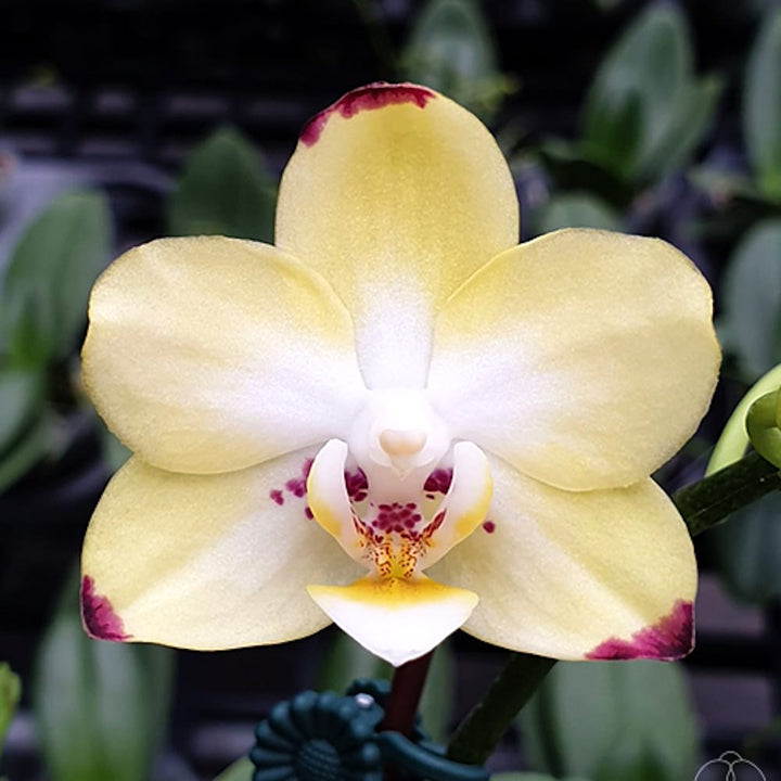 Phalaenopsis Maysang Black Boy '3145' (peloric)