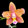 Phalaenopsis Meidarland Chambe '3253' (peloric - butterfly)