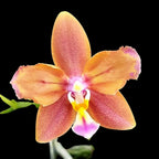 Phalaenopsis Meidarland Chambe '3253' (peloric - butterfly)