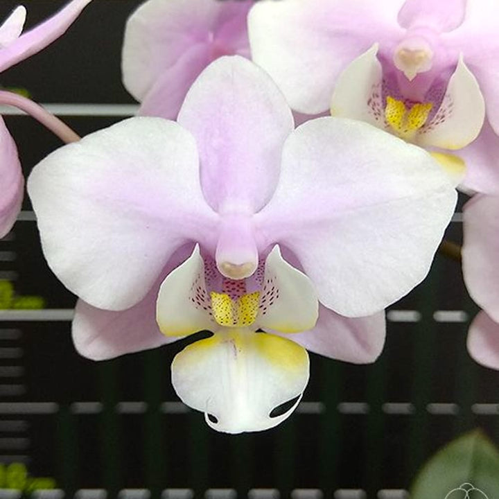 Phalaenopsis Meidarland Spring Vanilla