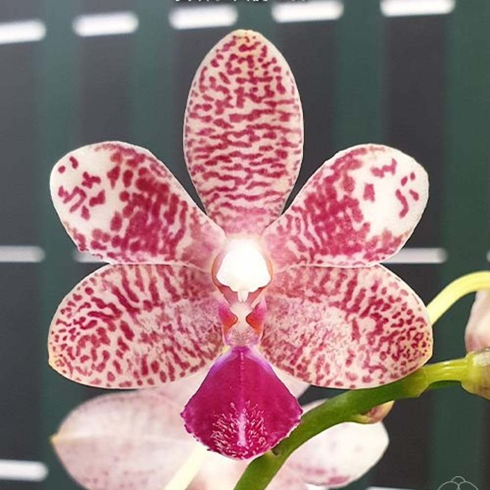 Phalaenopsis Miki Blue Angel C1 '239'
