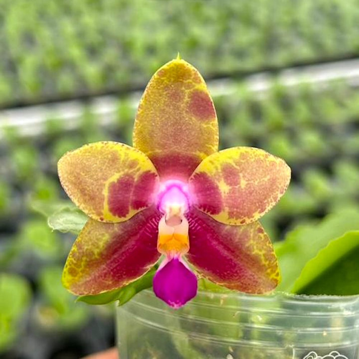 Phalaenopsis Miki Cherry Tree 'Snake'