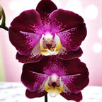 Phalaenopsis Miki Chocolate '518'