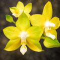 Phalaenopsis Miki Deep Coffee Turtledove 'Energy'