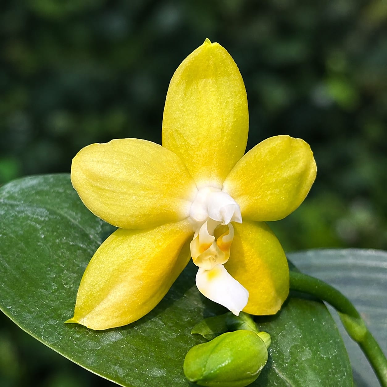 Phalaenopsis Miki Deep Coffee Turtledove 'Energy'