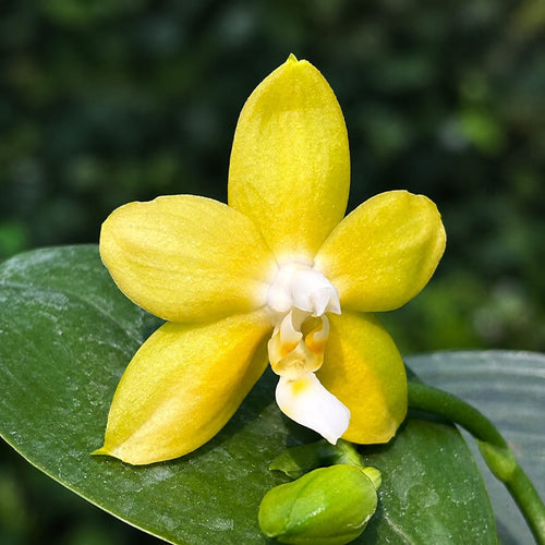Phalaenopsis Miki Deep Coffee Turtledove 'Energy' – fragrant