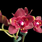 Phalaenopsis Miki Fire Bat 'Pluto' (peloric)