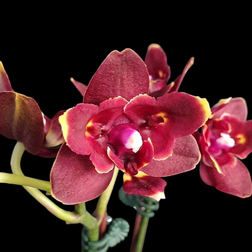Phalaenopsis Miki Fire Bat 'Pluto' (peloric)