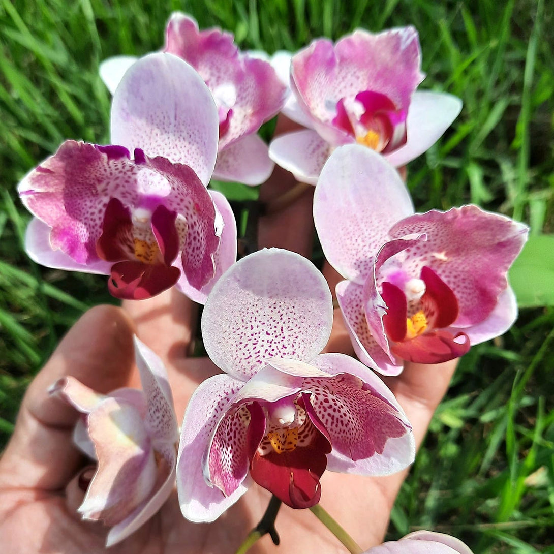 Phalaenopsis Miki Ice Cube (peloric)