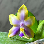 Phalaenopsis Miki Magic 'Whisper' - vonné květy