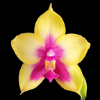 Phalaenopsis Miki Mok Choi Bear Queen '720' flori parfumate