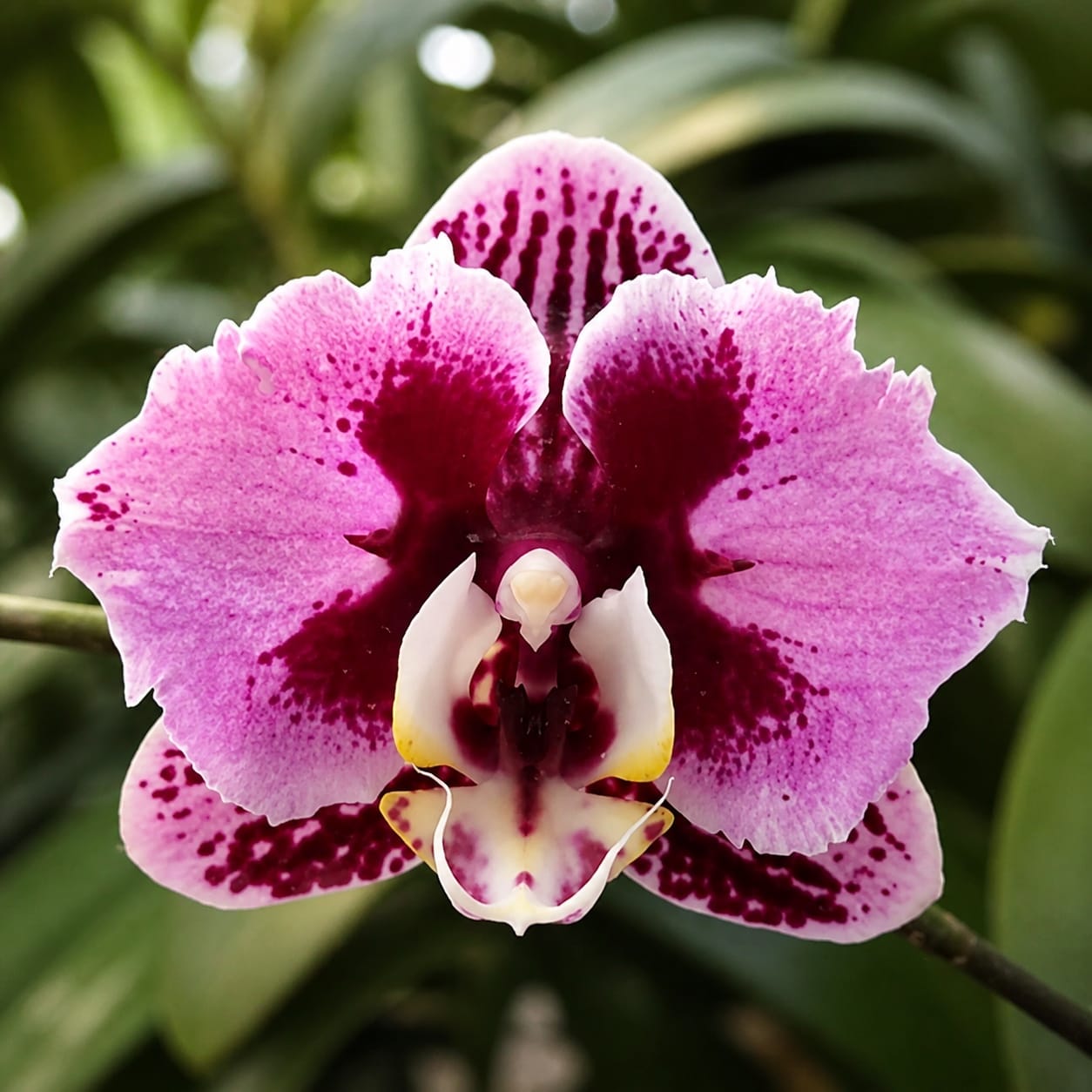 Phalaenopsis Miki Opera (peloric)