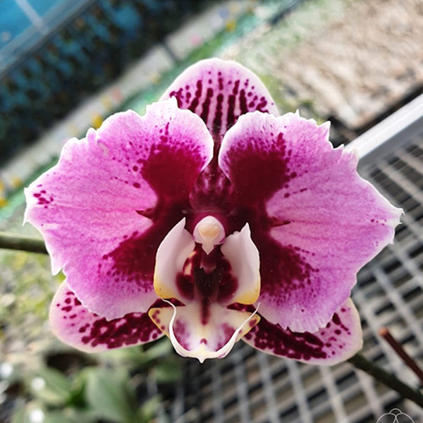 Phalaenopsis Miki Opera (peloric)