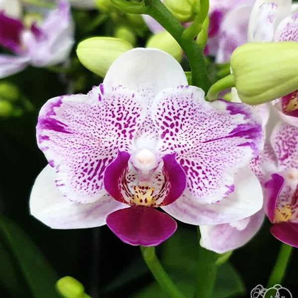 Phalaenopsis Miki Pink Angel