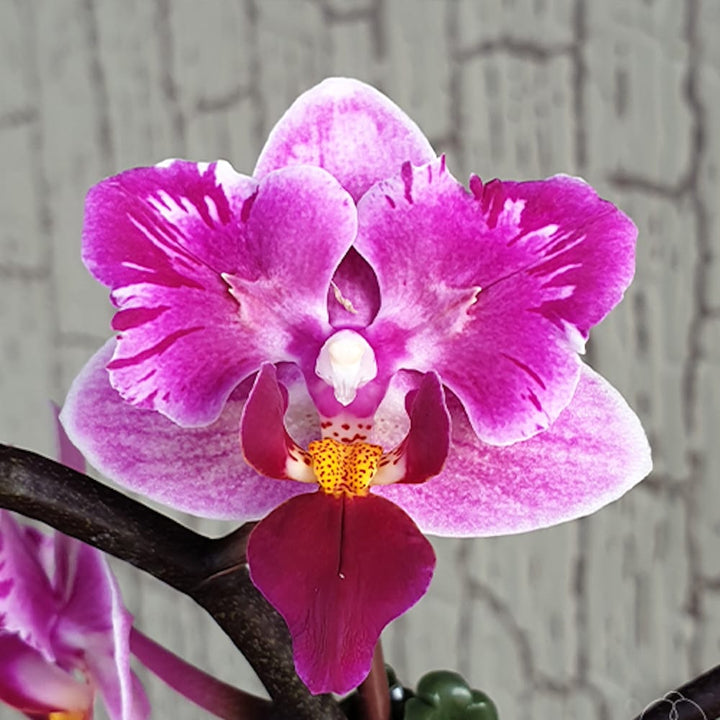 Phalaenopsis Miki Pink Fox (variegata & peloric)