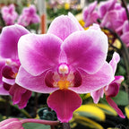 Phalaenopsis Miki Pink Fox (variegata)