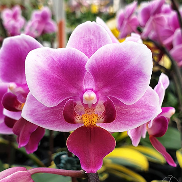 Phalaenopsis Miki Pink Fox (variegata)