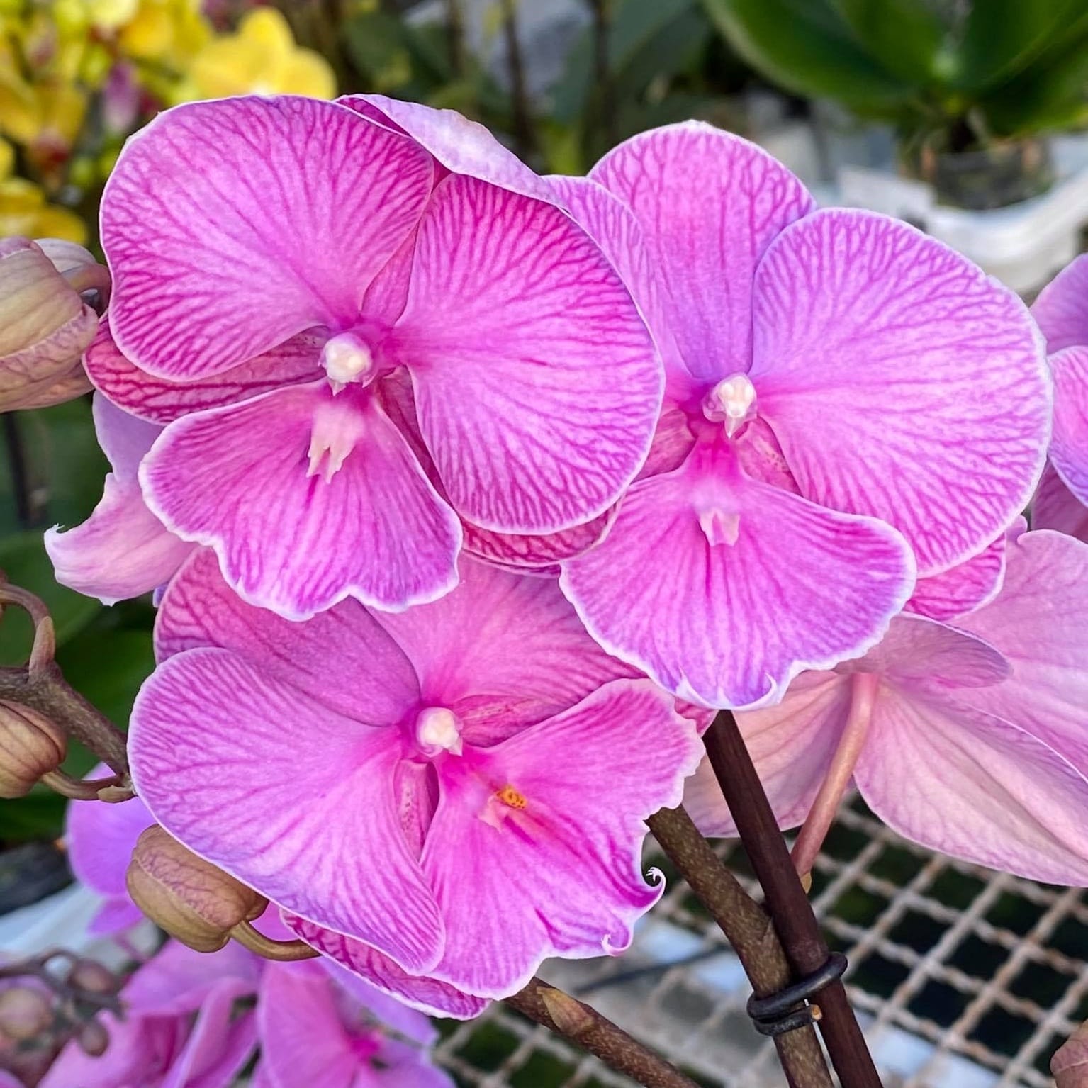Phalaenopsis Miki Pink Planet '173'
