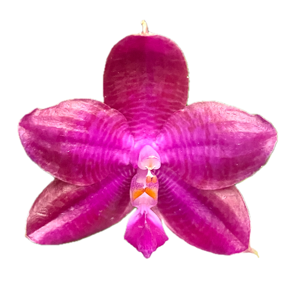 Phalaenopsis Miki Sabina '803'
