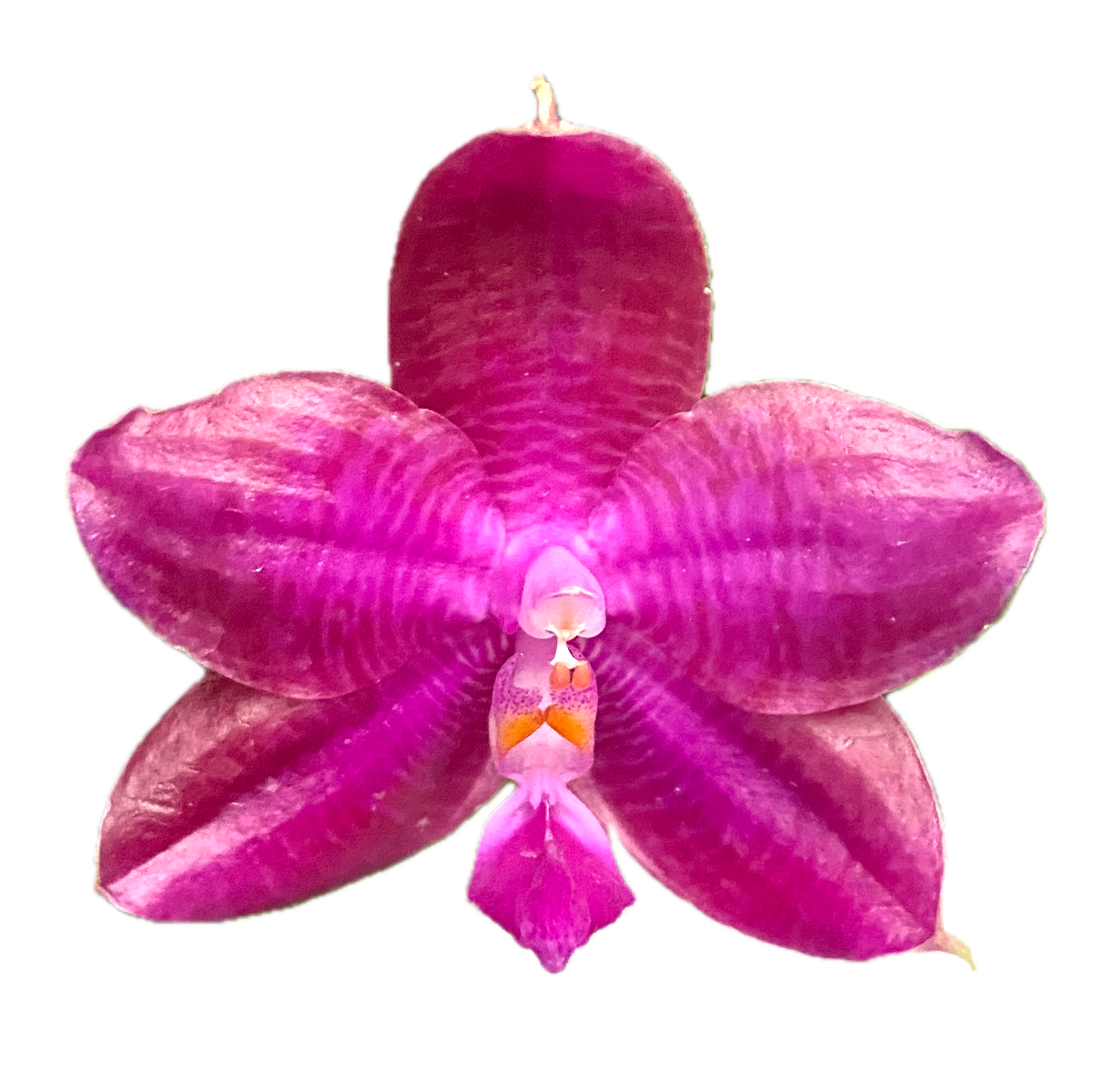 Phalaenopsis Miki Sabina '803'