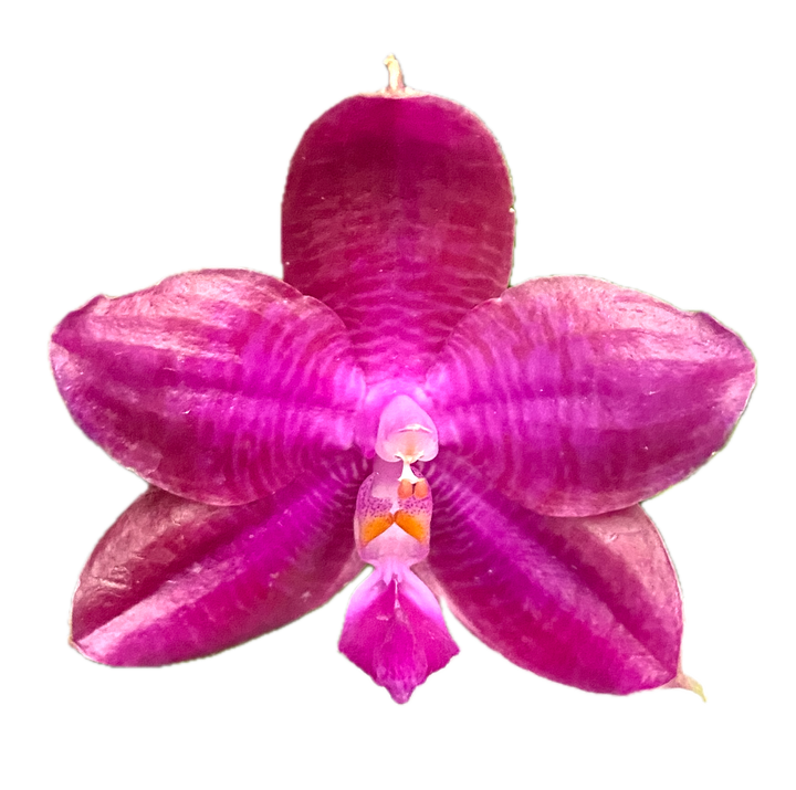 Phalaenopsis Miki Sabina '803'