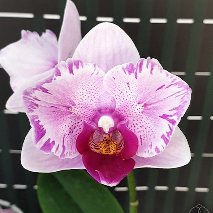 Phalaenopsis Miki Splash Butterfly (peloric)