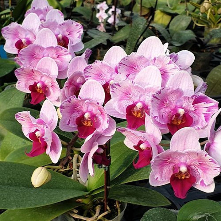 Phalaenopsis Miki Splash Butterfly (peloric)