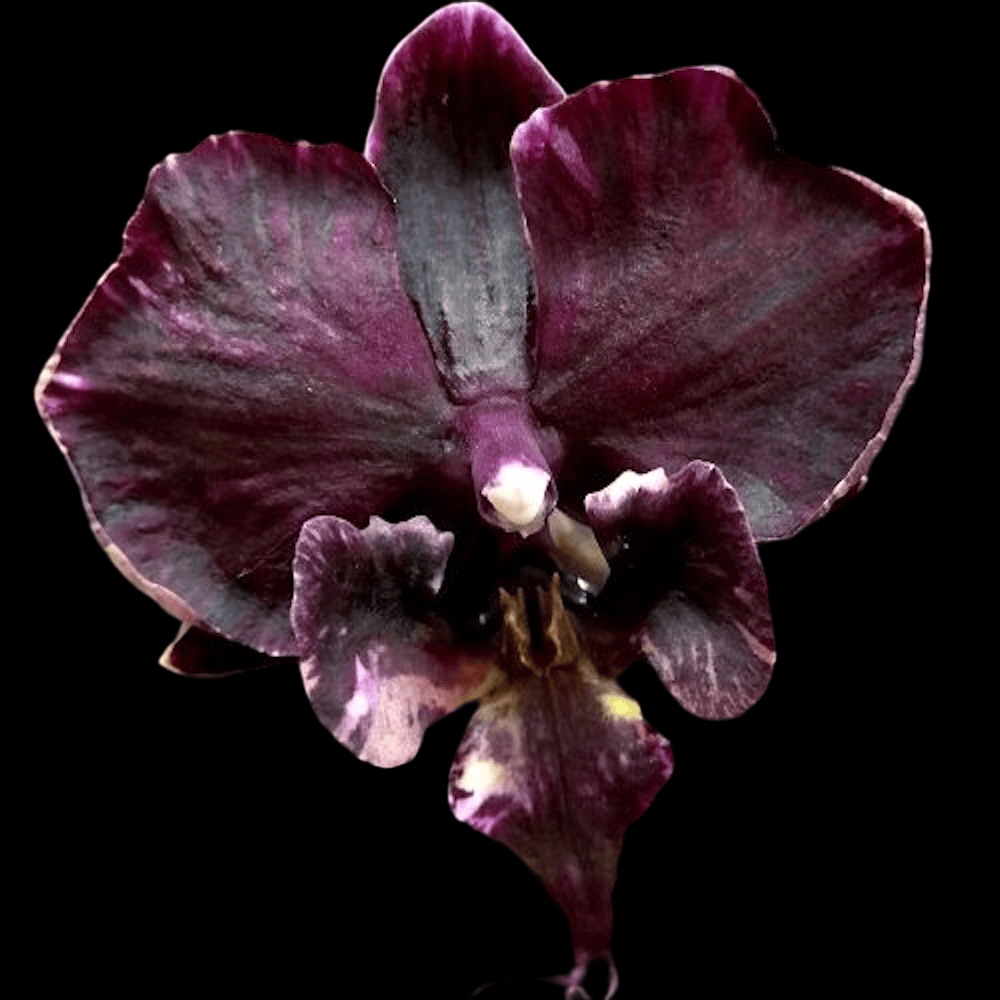 Phalaenopsis Miki Sword '420'