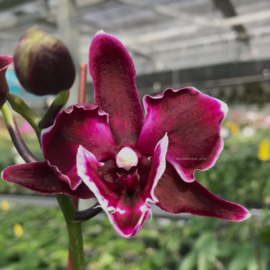 Phalaenopsis Miki Witch '467' (peloric big lip)