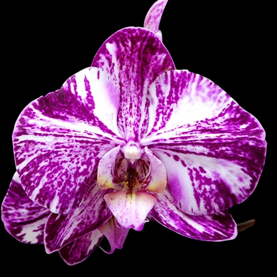 Phalaenopsis Miki Chocolate '518'