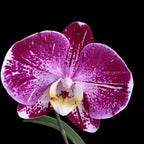 Phalaenopsis Miki Chocolate '518'