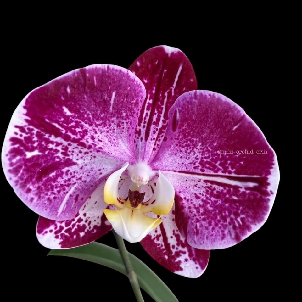 Phalaenopsis Miki Chocolate '518'