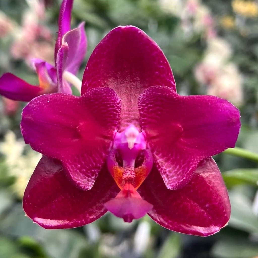 Phalaenopsis Mituo King 'ES' (peloric)