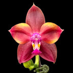 Phalaenopsis Mituo Obsidian 'Three Headed Dog'