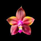 Phalaenopsis Mituo Obsidian 'Three Headed Dog'