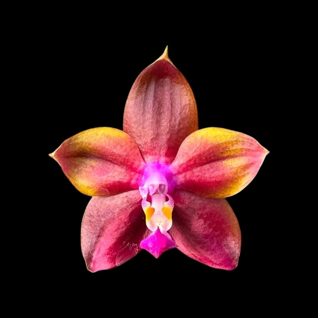 Phalaenopsis Mituo Obsidian 'Three Headed Dog'