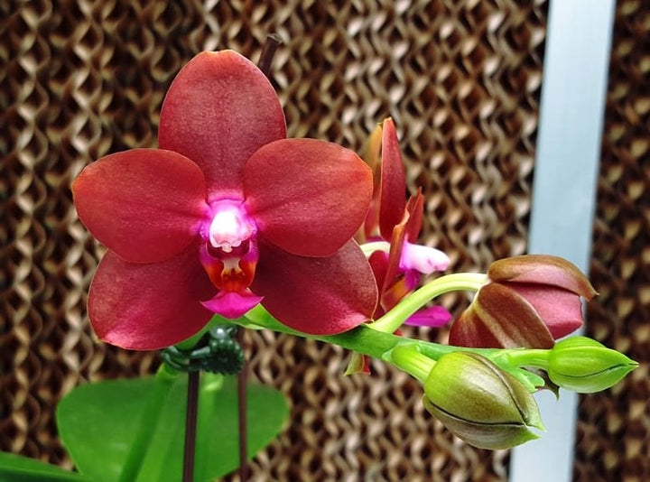 Phalaenopsis Mituo Sun Queen #3 AM/AOS (Phal. Allura 'Sanguinello')