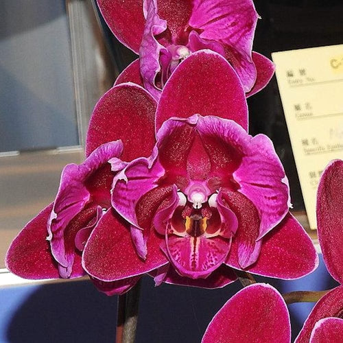 Phalaenopsis OX Black Face (peloric)