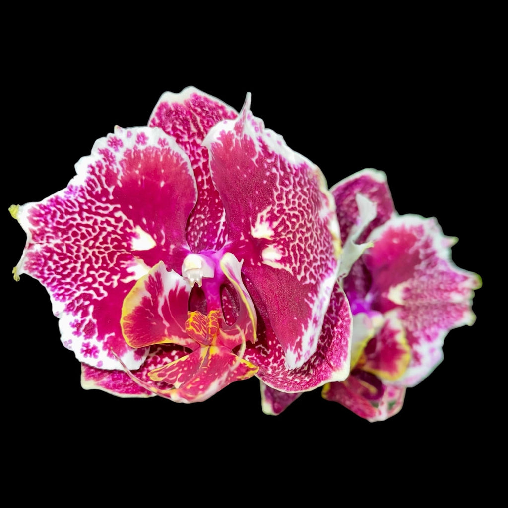 Phalaenopsis OX Burgundy (peloric)
