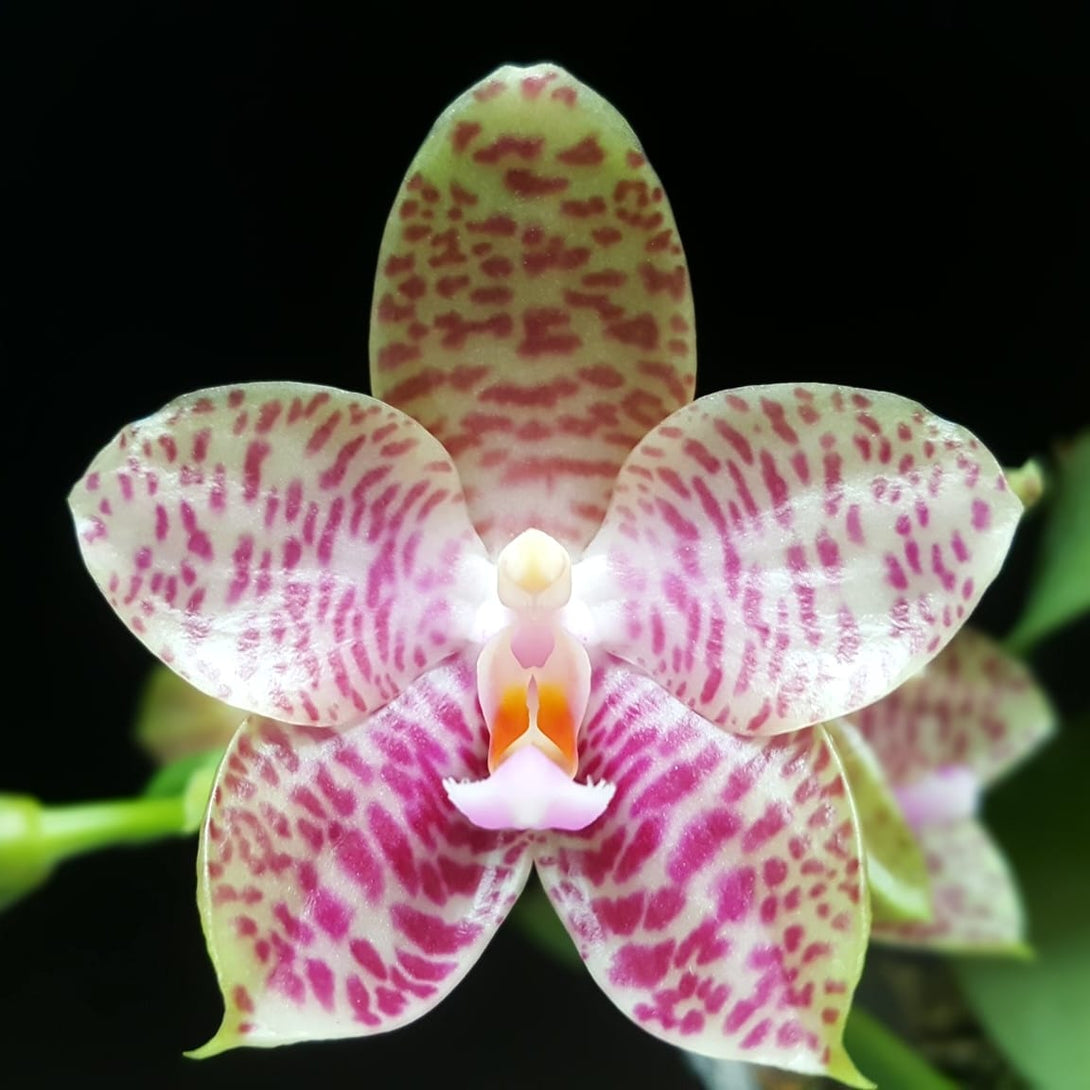 Phalaenopsis Ohl Flame