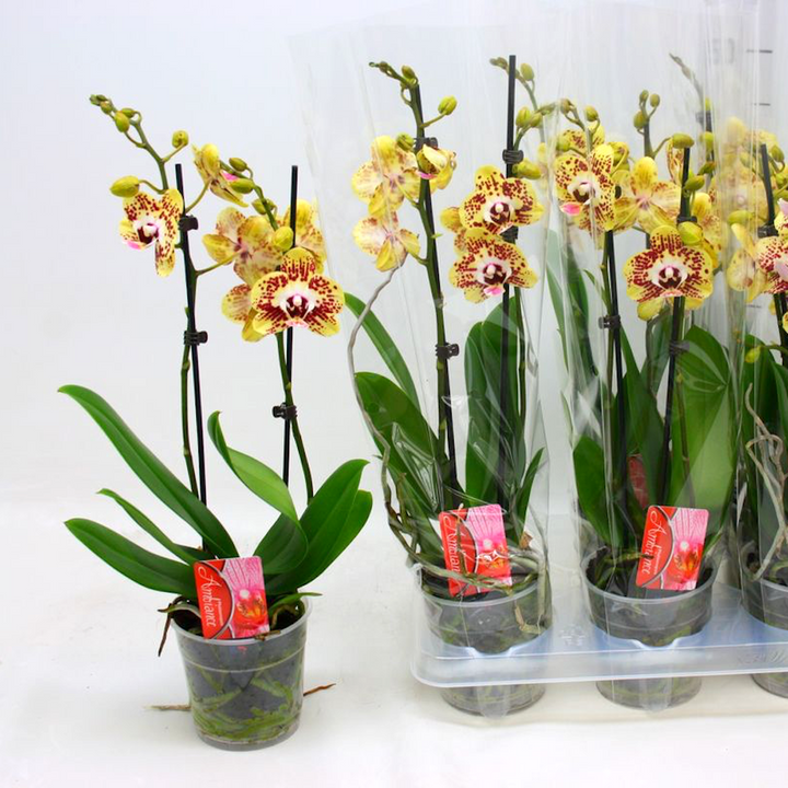 Phalaenopsis Orient Express (Phal. Daisy)