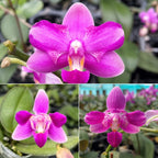 Phalaenopsis Purple Gem 'Es' (peloric) - parfumata