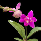 Phalaenopsis Purple Gem 'Es' - parfumée